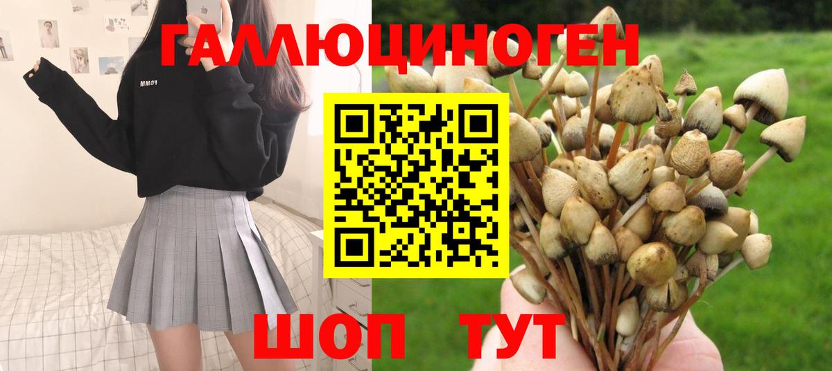 Галлюциногенные грибы Psilocybine cubensis Назрань